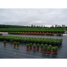 Lataa kuva Galleria-katseluun, V4H4BAF08E9131E6AD1E556206BBE06946FR7001966P2
